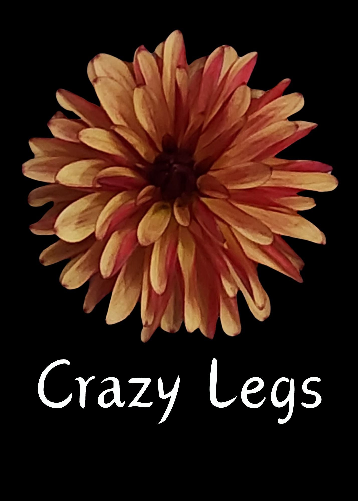 Crazy Legs Dahlia Tuber Legacy Corner Farm